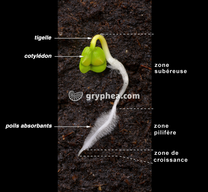 Germination d'une graine de Radis - vue annotée - gryphea.org